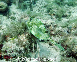 Cow fish on the inside reef at Lauderdale by the Sea by Michael Kovach 